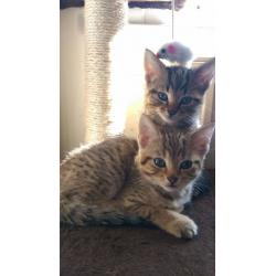 Cross bengal kittens for sale.