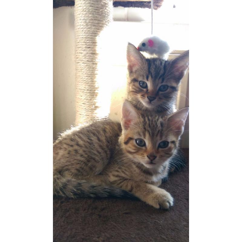 Cross bengal kittens for sale.