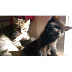 Cross bengal kittens for sale.