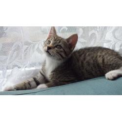 kittens