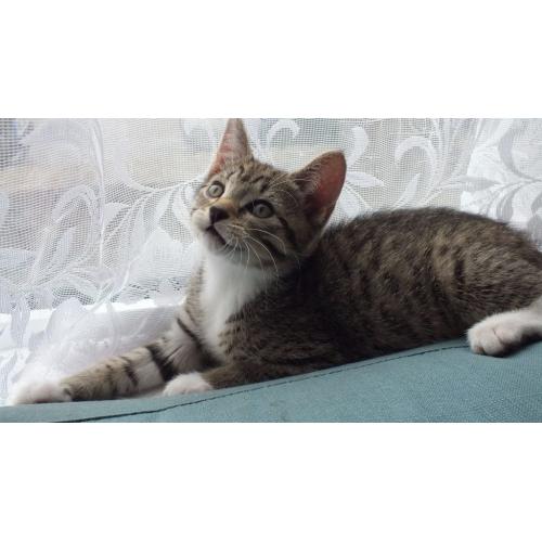 kittens