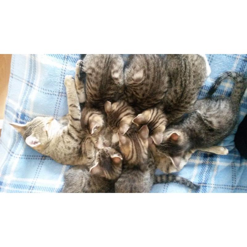 kittens