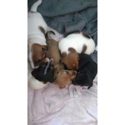 Jack Russell Pups