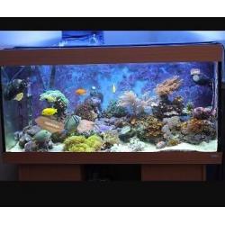 Juwel Rio 180 marine fish tank