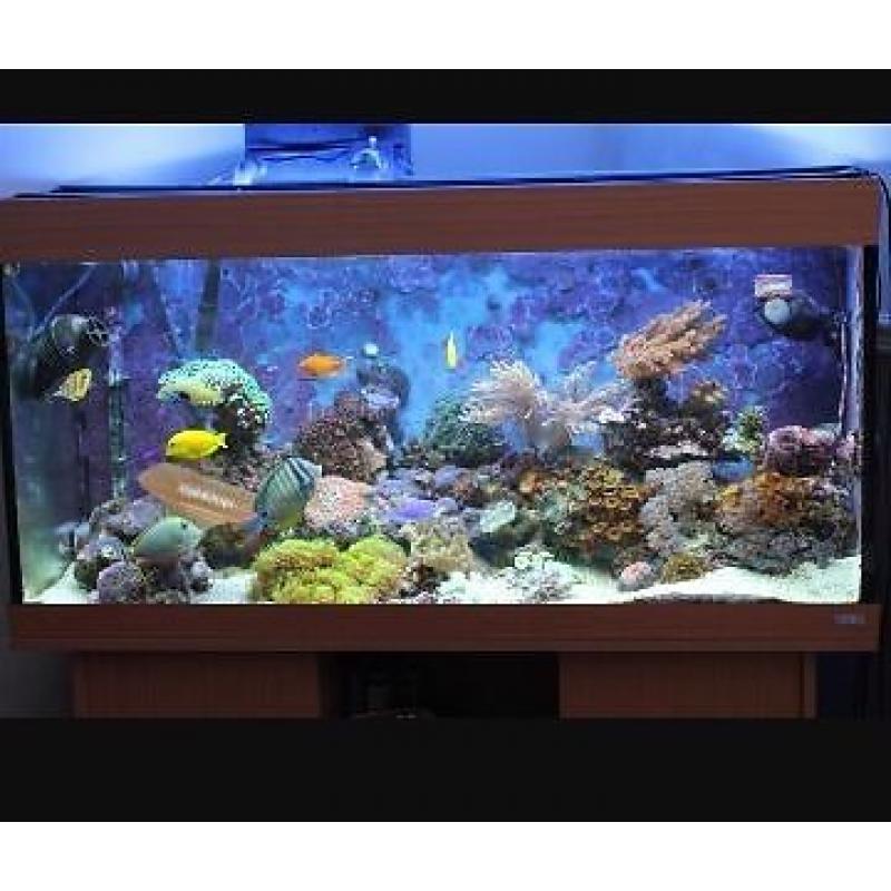 Juwel Rio 180 marine fish tank