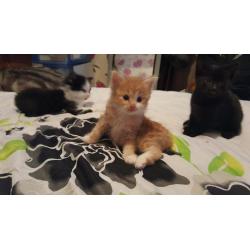 Fluffy bengal cross kittens 1ginger and 1 black.
