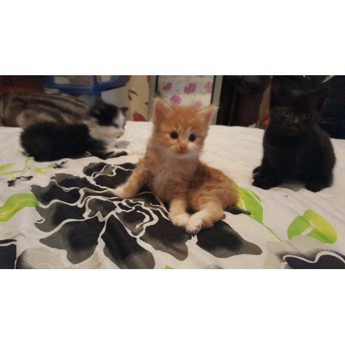 Fluffy bengal cross kittens 1ginger and 1 black.