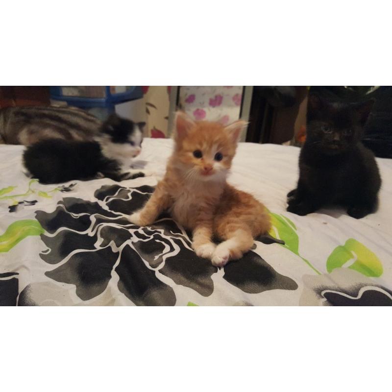 Fluffy bengal cross kittens 1ginger and 1 black.