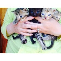 Kittens forsale