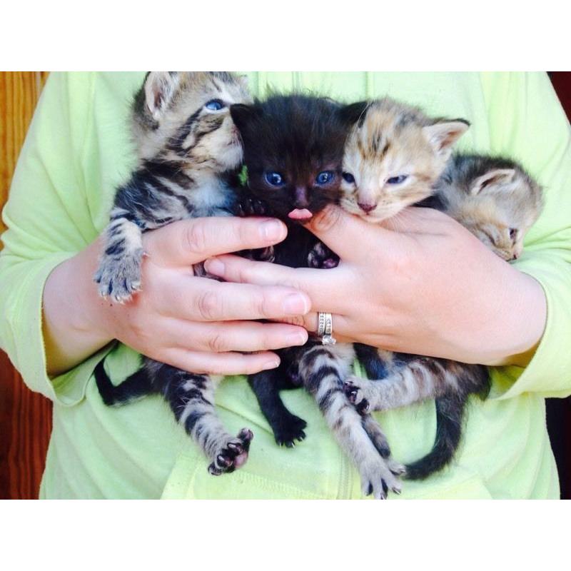 Kittens forsale