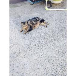 Kittens forsale