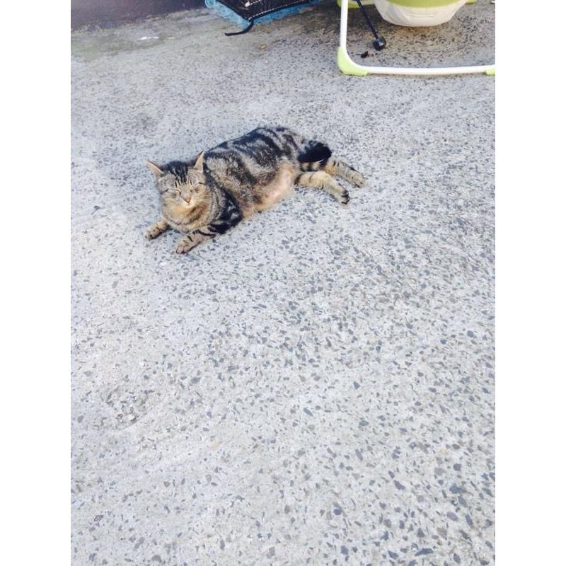 Kittens forsale