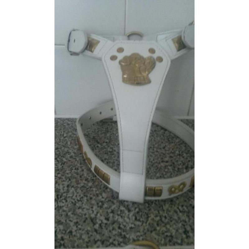 White leather harness, collar and lead