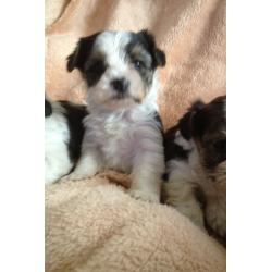Biewer Yorkshire terrier puppy's for sale