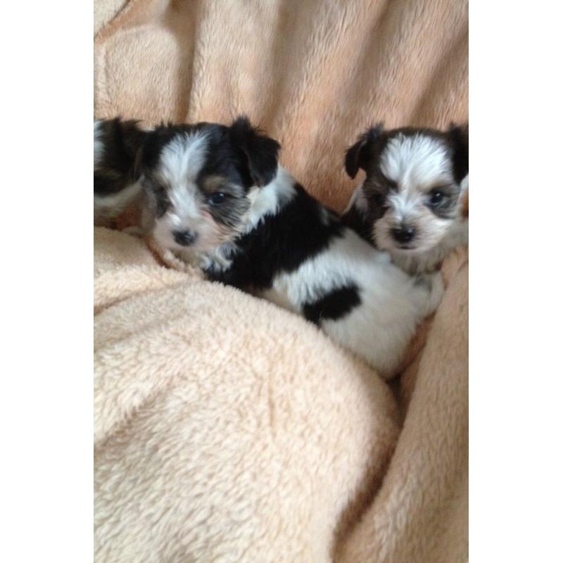 Biewer Yorkshire terrier puppy's for sale