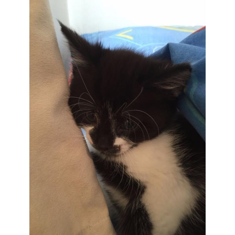 Gorgeous black and white long haired princess