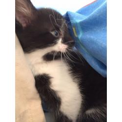 Gorgeous black and white long haired princess