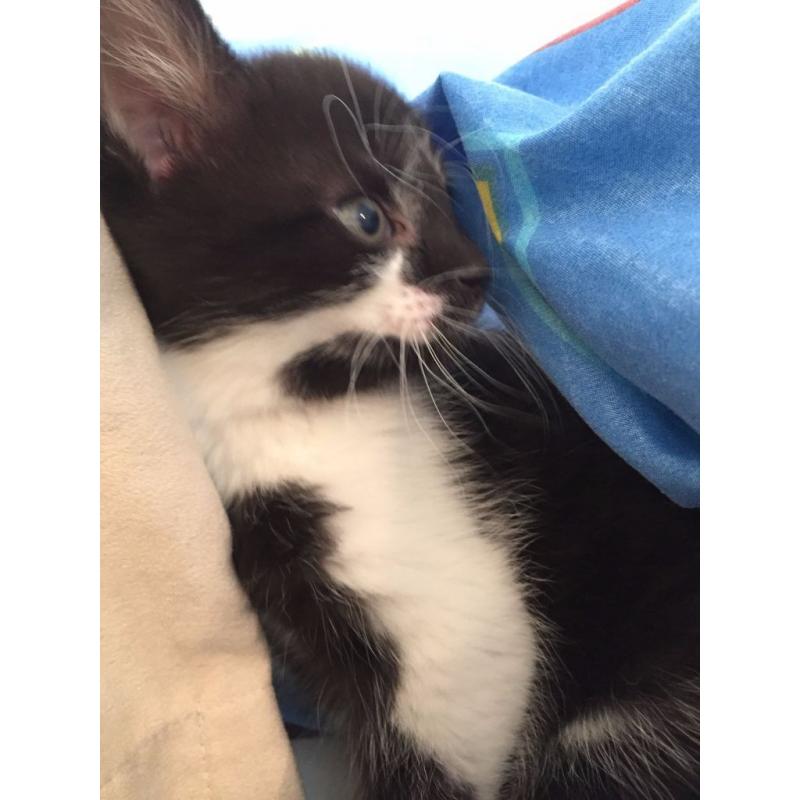 Gorgeous black and white long haired princess