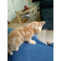 Kittens Ginger, grey, black kittens for sale