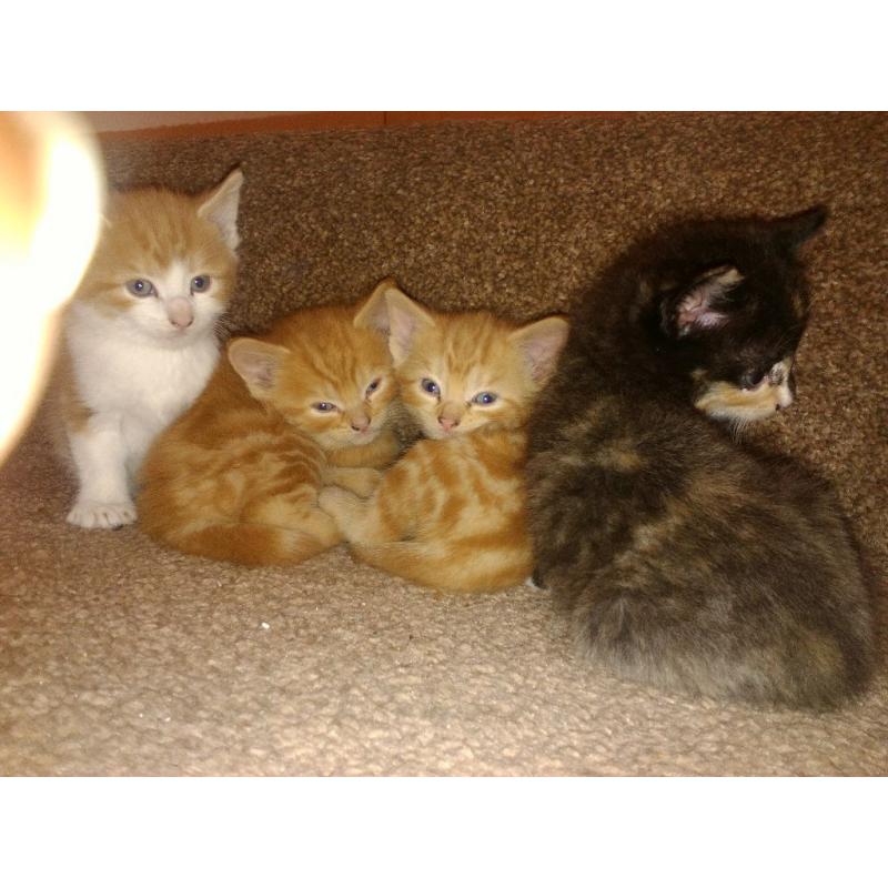 Kittens Ginger, grey, black kittens for sale