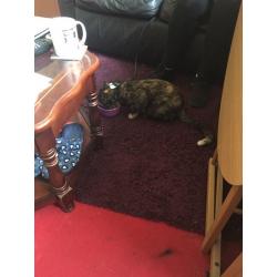Cat name snuggles