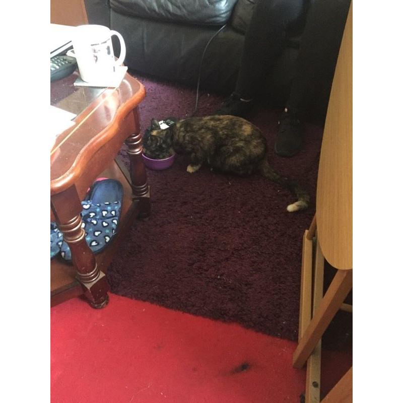 Cat name snuggles