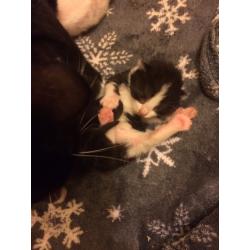 Kittens
