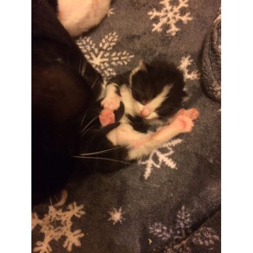 Kittens
