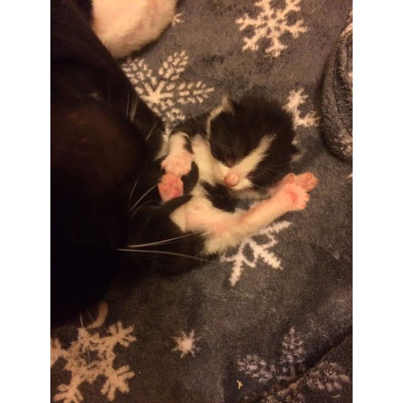 Kittens