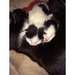 Kittens
