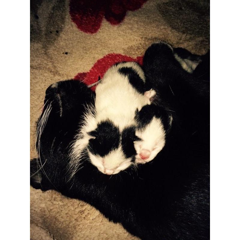 Kittens