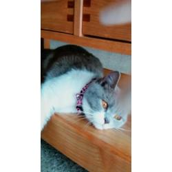 Female bsh 3/4 cat xx