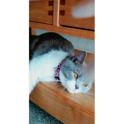 Female bsh 3/4 cat xx