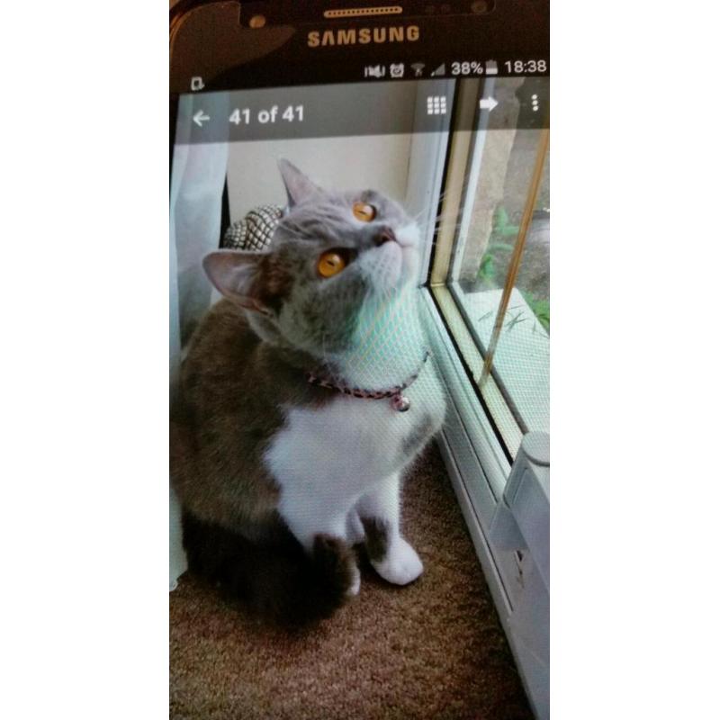 Female bsh 3/4 cat xx