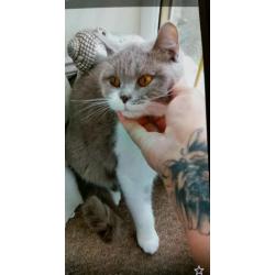 Female bsh 3/4 cat xx