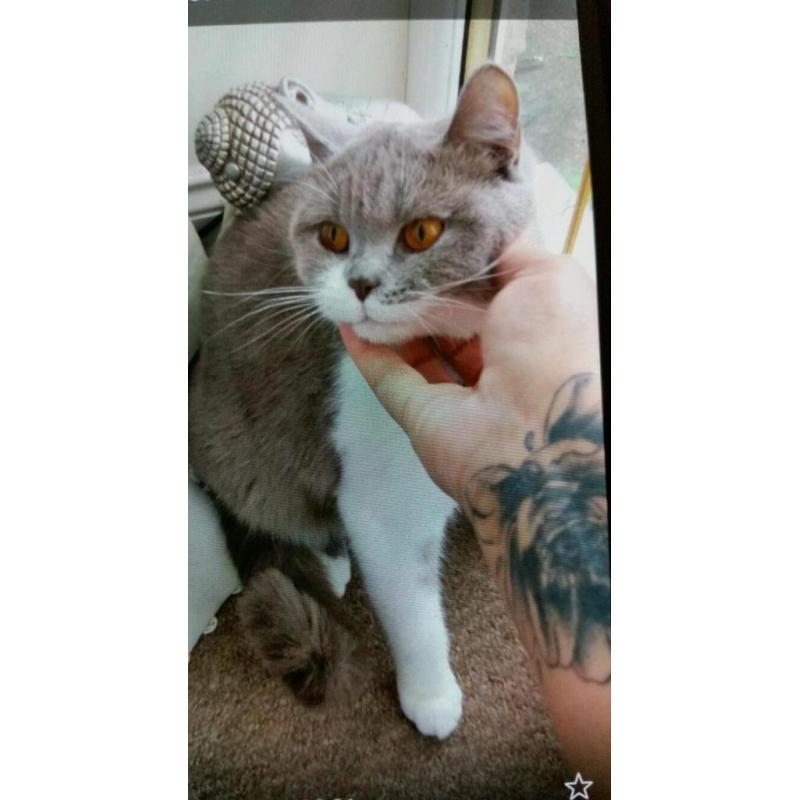 Female bsh 3/4 cat xx