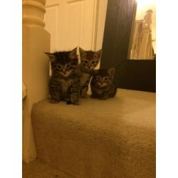 Kittens for sale