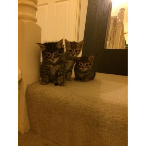Kittens for sale