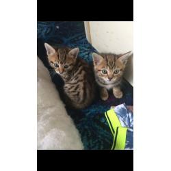 Kittens for sale
