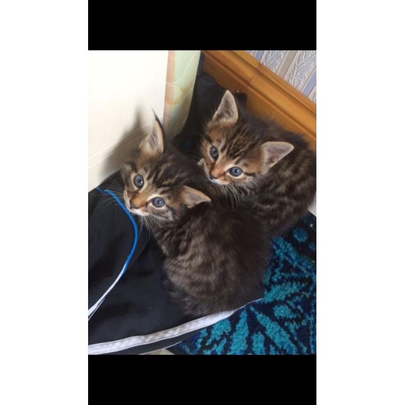 Kittens for sale