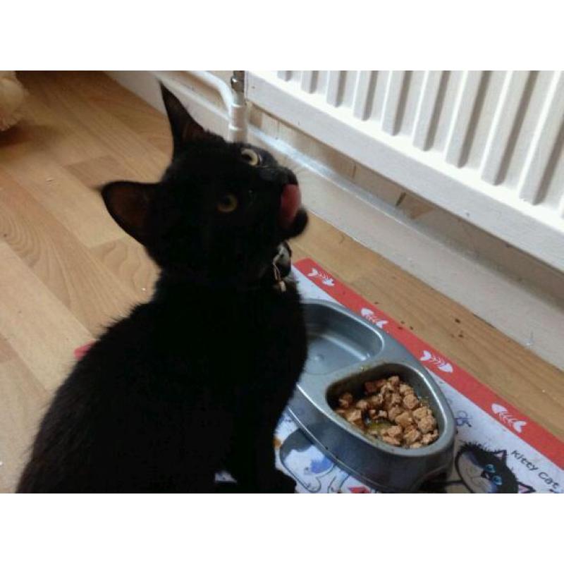 3 month old kitten