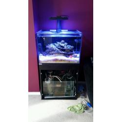 Marine tank and corals