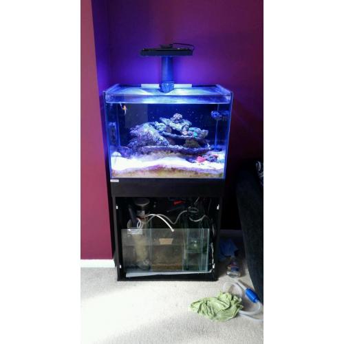 Marine tank and corals