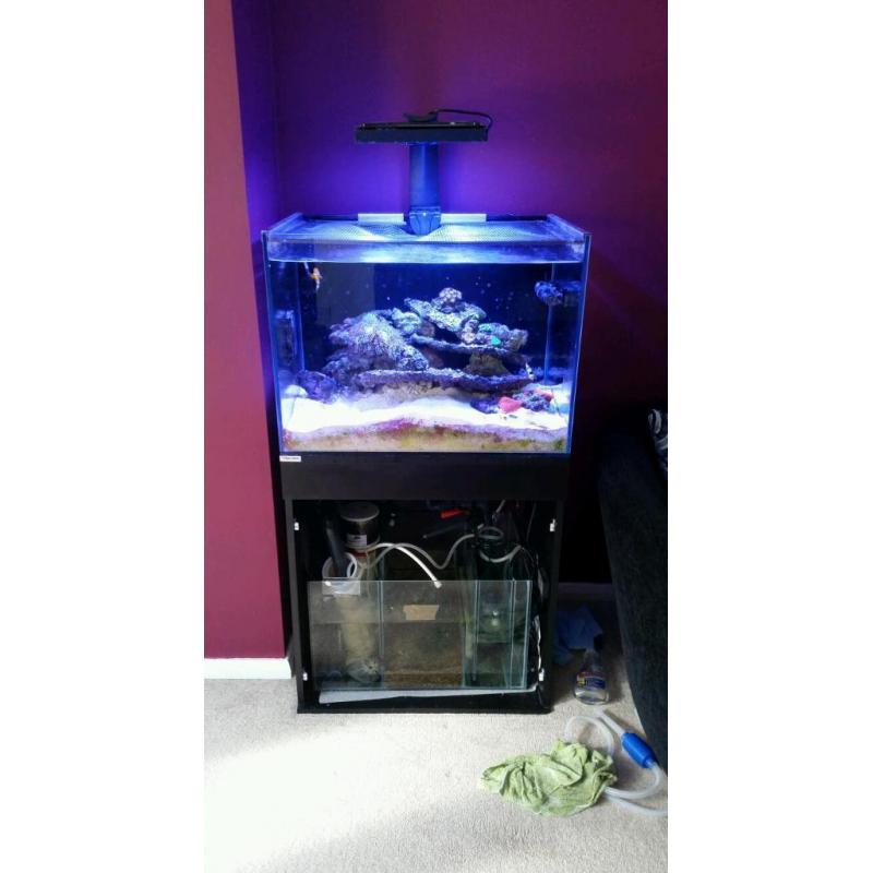 Marine tank and corals
