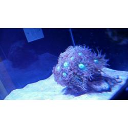 Marine tank and corals