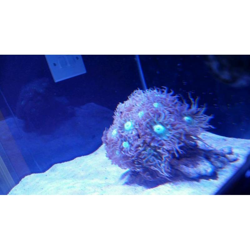 Marine tank and corals