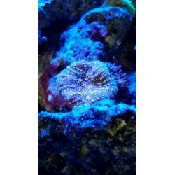Marine tank and corals