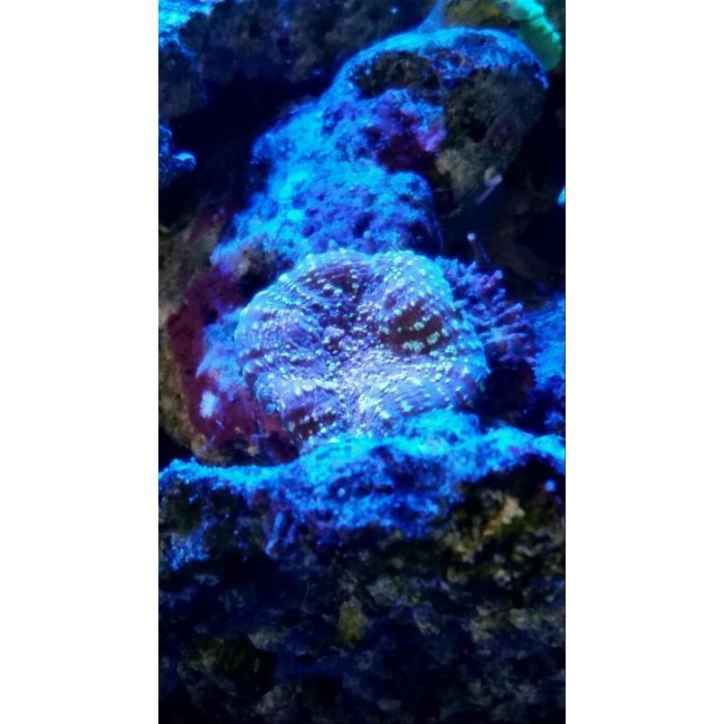 Marine tank and corals