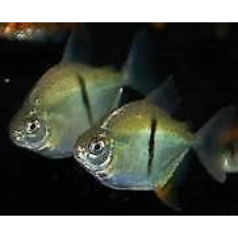 Red Hook Fish (Black Stripe) Silver Dollar x3