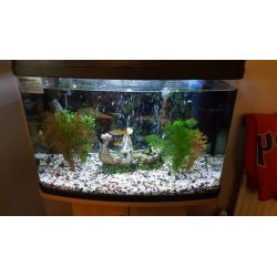 Tropical fish tank with stand